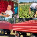 Aleva paprika iz Novog Kneževca osvaja svet: 100 grama košta 400 dinara, a kupci ne pitaju za cenu, Nemci najzainteresovaniji…