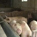 Afrička kuga svinja u Mačvi: U Noćaju i Zasavici eutanazirano skoro hiljadu svinja