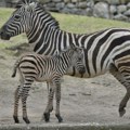 Prinova u Beo Zoo vrtu: Sputnjikov objektiv zabeležio prve korake mladunčeta zebre /foto/