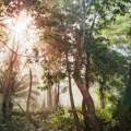 Najveći svetski državni fond prodaje udeo u Rio Tintu zbog krčenja šuma u Amazonu?