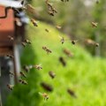 Нагло захлађење неповољно се одразило на пчеларство, нема багремовог меда