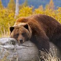 Medved pregažen na putu Gostivar – Ohrid u Severnoj Makedoniji