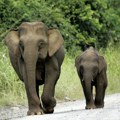 Ugrožen bornejski slon i nekoliko vrsta gmizavaca na Kanarskim i Balearskim ostrvima
