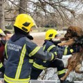 Heroji Na delu! Vatrogasci u Novom Sadu spasili uplašenog psa iz ledenog jezera u Dunavskom parku (foto)