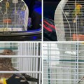 Carinici na Horgošu sprečili krijumčarenje retkih ptica: Neke od njih na listi ugroženih vrsta!