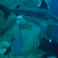 Ajkula teško povredila morskog biologa kod obale Kostarike