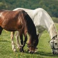 Italija razmatra potpunu zabranu konjskog mesa