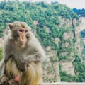 Два мушкарца ухапшена због упада у тераријум мајмуна Панча у Јапану