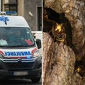 Bojan jedva preživeo ubod stršljena: Drama kod Ivanjice, Hitna pomoć stigla u poslednjem trenutku