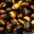 Nije svaki kesten za jelo: jedna vrsta je otrovna, a druga je puna vitamina i minerala