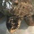Bila je izmučena, u jako lošem stanju: Povređena mlada morska kornjača oporavlja se u Institutu za biologiju mora…