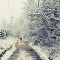 Posle kiše sneg: Uveliko veje na Kopaoniku, evo gde će uskoro da se zabeli