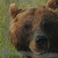 Medved napao grupu migranata na planini u BiH, teško su povređeni
