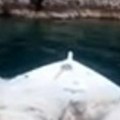 Muškarac u Hrvatskoj snimio neverovatan prizor: "Prvo sam pomislio da nešto pluta u moru, da je to vepar ili šakal, ali…