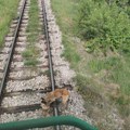 Mašinovođa spasio psa vezanog za šine! Uspeo da zaustavi voz u Beloj Palanci, ljudi digli buru na mrežama