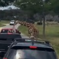 Devojčica (2) htela da nahrani žirafu pa završila u vazduhu: Majka uradila sve da spase dete (video)