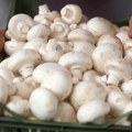 23: objekta, 400 džakova i 0 slobodnih dana: Kako porodica Petković gaji šampinjone već 22 godine, prodaju ih širom Srbije