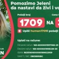 Nakon niza porodičnih tragedija krenuo da joj otkazuje bubreg! Novosađanka zbog transplantacije primorana da proda porodični…