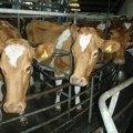 Potrošnja mleka pala za 20 odsto: Ministar Glamočić najavio mere za stabilizaciju tržišta zbog velikih viškova