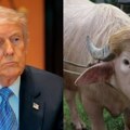 Bivo „Donald Tramp” izbegao klanje u poslednjem trenutku – intervenisala vlada! Spasla ga viralna popularnost, sad uživa u…