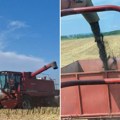 Krenula žetva uljane repice na vojvođanskim poljima, dobar rod, a zarada loša, cena svakog dana sve niža