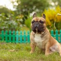 Ova dva znaka kod pasa zahtevaju hitan odlazak kod veterinara: Ne čekajte da prođe samo od sebe