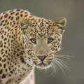 Leopard upao u prodavnicu pića, obarao flaše i napao radnika (VIDEO)