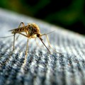 Prskanje protiv komaraca u utorak u Leskovcu