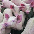 Oduzete i eutanazirane Hitnom reakcijom nadležnih sprečen nelegalni transport svinja