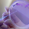 Naučnici opovrgli glavne mitove o ljudskom mikrobiomu