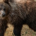 Palićki meda Medeni najavio kraj zime, ali nisu i medvedice: Kome je za verovati?