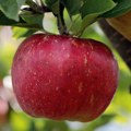 Proizvođači jabuka Srbije: Sporazum sa Kinom značajna poslovna prilika