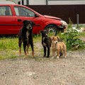 Građanima koji udome psa lutalicu Priština će plaćati 50€ mesečno