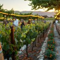 Vinarija kao neprevaziđena scena za događaj