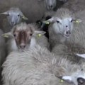 Projekat spasavanja pirotske pramenke: Ugrožena autohtona rasa ovaca u Srbiji koja čuva tradiciju Pirota, pirotski ćilim…