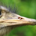 Комшије у неверици, сви причају о овој породици: Ево шта одгајају Еветовићи!
