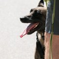Naučnici objasnili kako psi osećaju opasnost pre ljudi: Evo koje znake nikako ne smete ignorisati