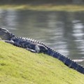 Ribar je pecao kod jezera, a onda je aligator krenuo da ga juri: Kamere snimile dramatičan prizor u SAD-u FOTO, VIDEO