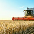 Ruska pšenica preplavila tržište Cene najniže u poslednje tri godine