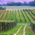 Stanje u vinogradima solidno, potrošnja vina u blagom padu (AUDIO)