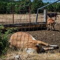 Stočari u Zagori očajni, traže analizu strane institucije