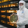 Američka proizvodnja čipova na samrti ako Intel odustane od 14A proizvodnog procesa
