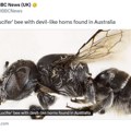 Otkrivena Lucifer pčela! Naučnici u Australiji odlučili da je tako nazovu čim su ugledali insekta sa rogovima, evo za šta…