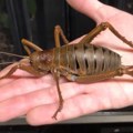 Težak kao miš i dug deset centimetara: Obnavlja se populacija insekta rekordera