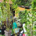 Kragujevac: Policija otkrila laboratoriju za proizvodnju marihuane
