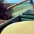 Pad proizvođačkih cena u poljoprivredi Žito jeftinije 41,3 odsto