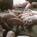 Hrvatski ministar zarađuje na svakoj svinji koja se eutanazira zbog afričke kuge