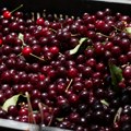 Srpske višnje povučene sa tržišta u Holandiji: Smrznuto voće puno pesticida