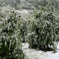 Sneg pade na behar, na voće: Vremenske (ne)prilike zadale nove glavobolje poljoprivrednicima, težak sneg mogao bi da slomi…