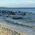 Nasukalo se više od 160 kitova: Drama u Australiji, neke životinje već uginule, u toku spasavanje (video)